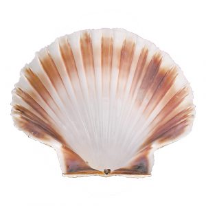oester schelp Ø12cm